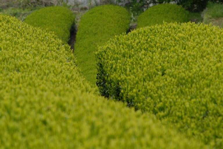 Potatura siepi