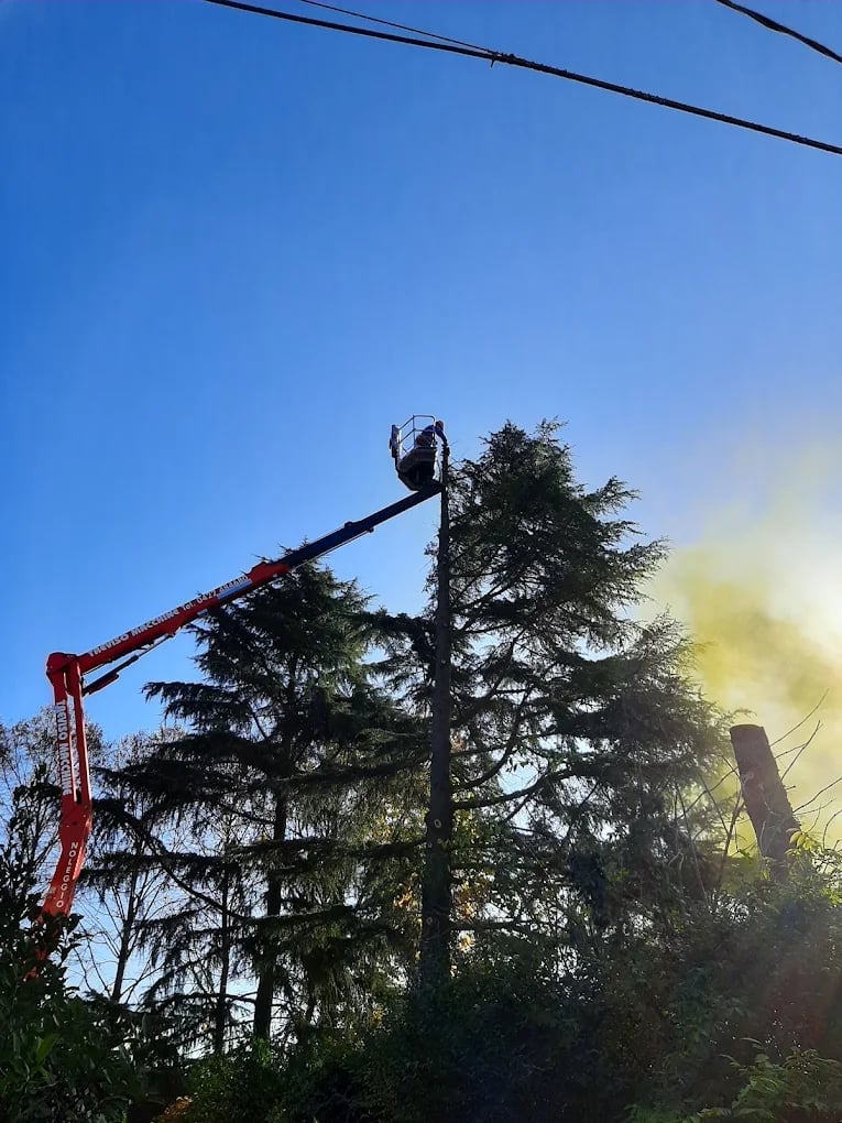 Arborist on red bucket truck pruning tall evergreen tree against clear blue sky