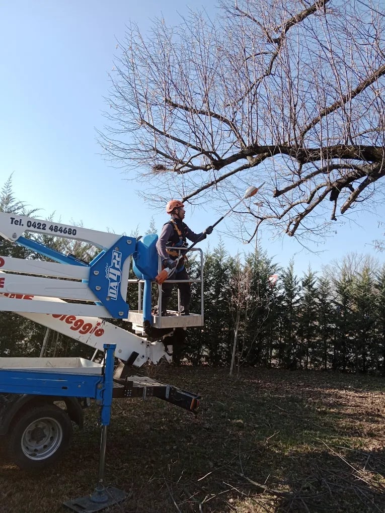 Worker on blue cherry picker lift pruning bare tree branches during daytime